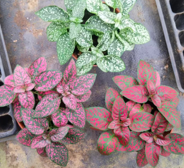 Фиттония версчаффелтии Кримсон Винес 9 13