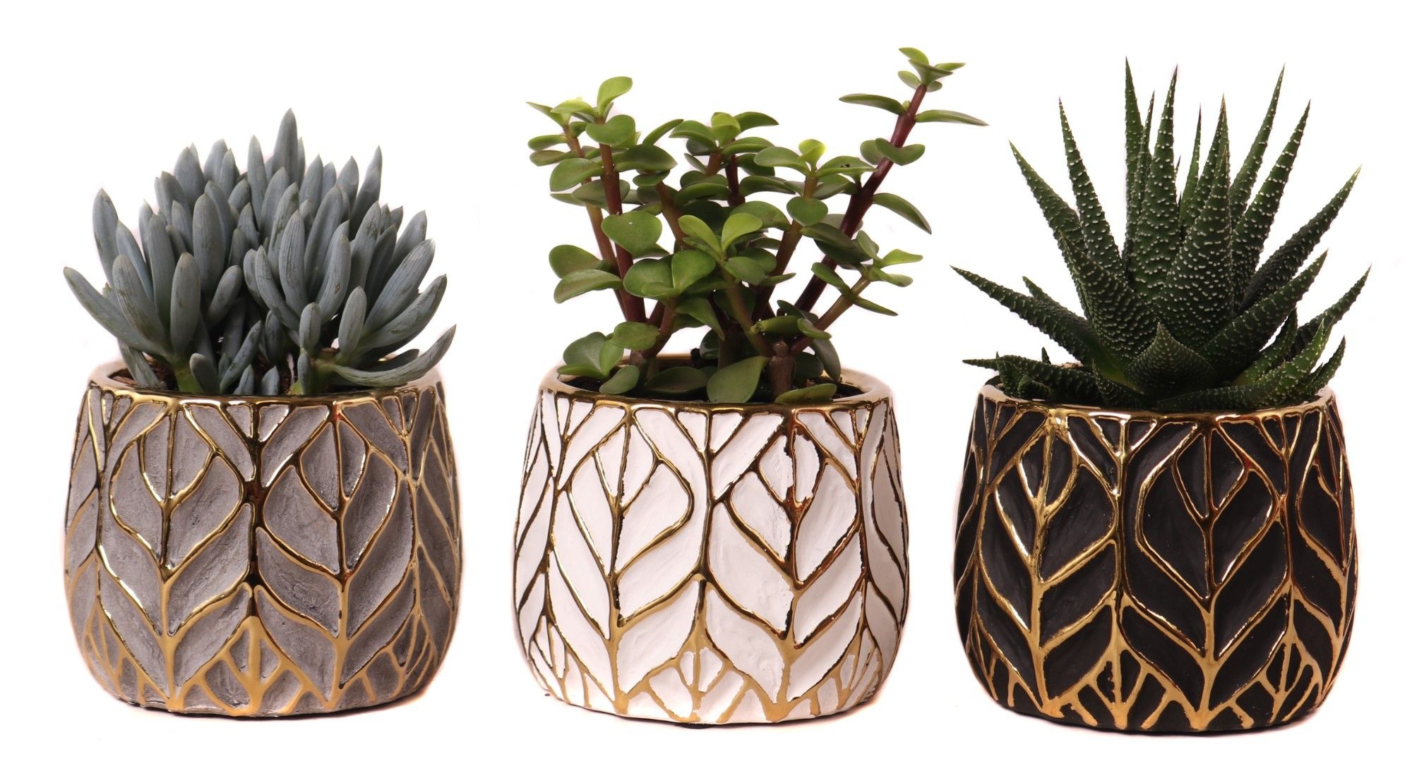 Succulenten mix 8,5 cm in malawi pot, D 10