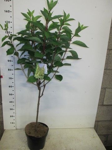 Hydrangea pan. Candlelight 50 stam P26, D 26 cm