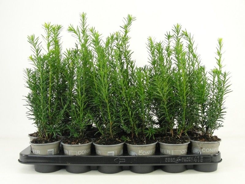 Taxus media 'Hicksii', D 9