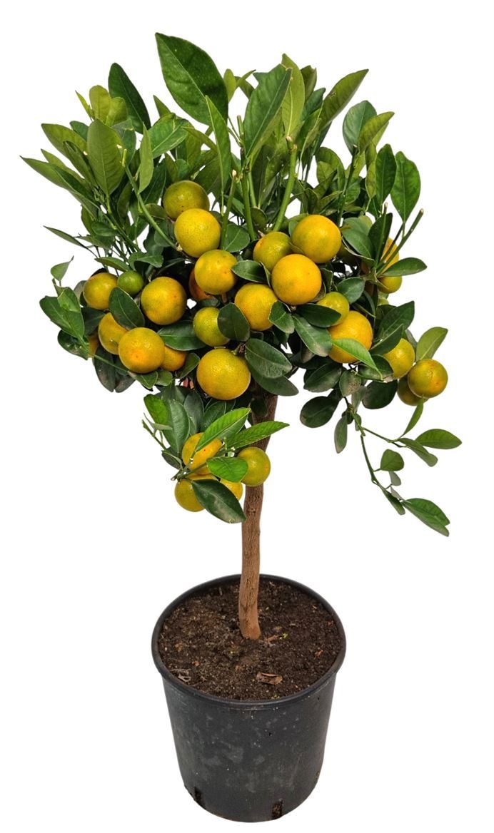Citrus Calamondin Stem, D 21 cm