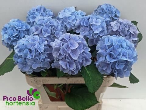 Гортензия Верена Блю 60, шт. Гортензия Верена Блю 60, шт.