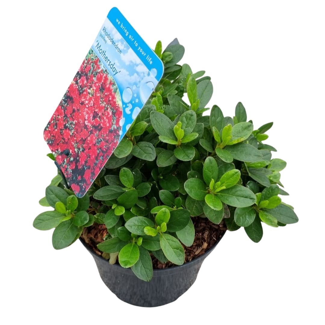 Rhododendron (AJ) 'Moederkensdag', D 18 cm