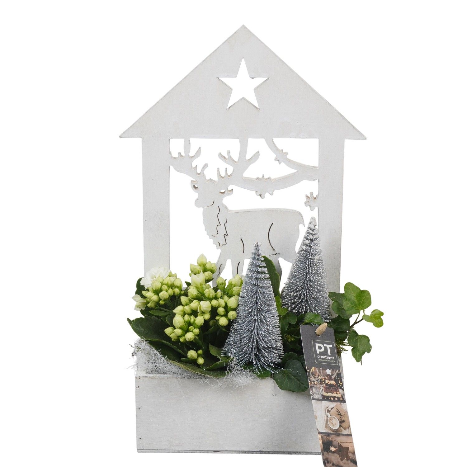 PTCHW4337 Arrangement Christmas White in houten bak, D 16 cm