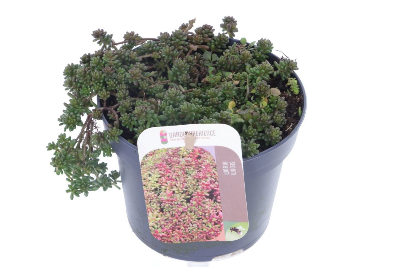 Sedum album Coral Carpet, D 13