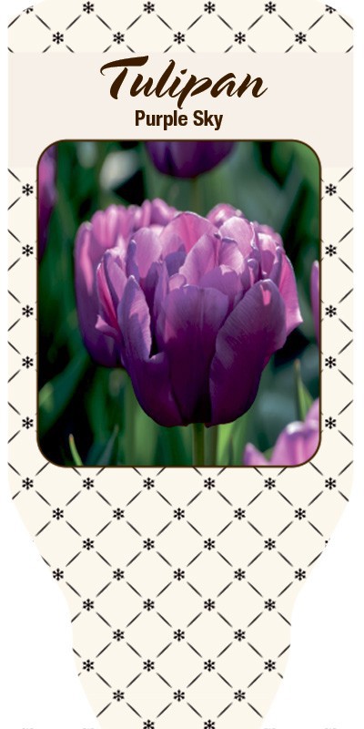 TULIPA FERGANICA 'Purple Sky', D 11
