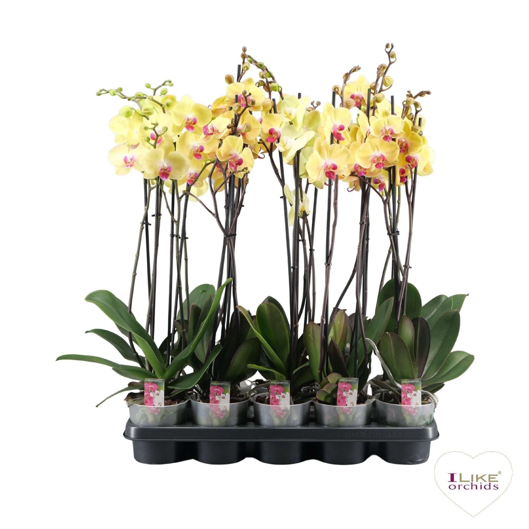 Phalaenopsis geel - 2 tak 70cm A2, D 12 cm