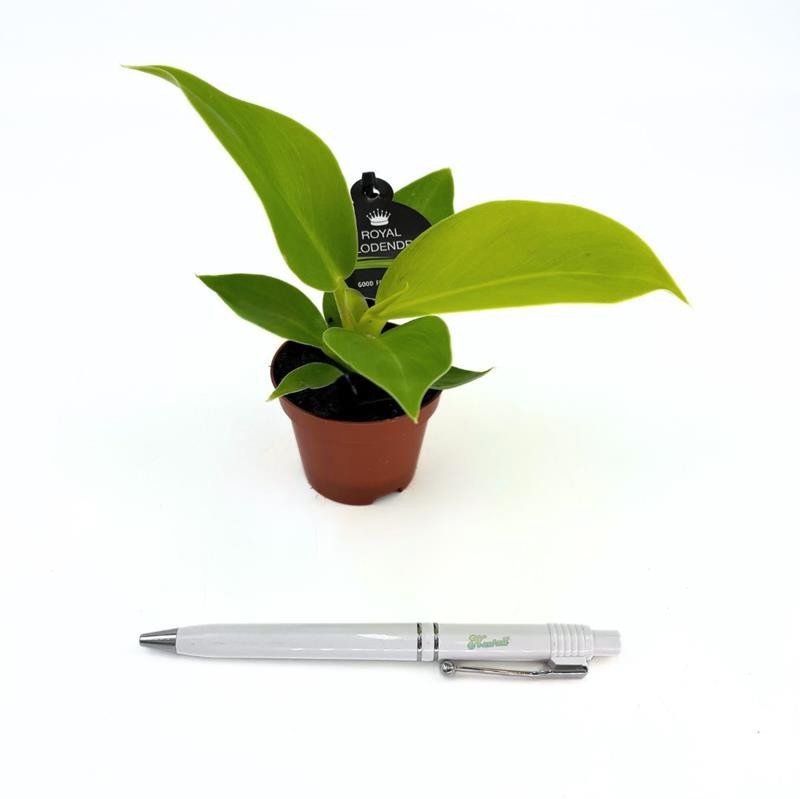 PHILODENDRON IMPERIAL 'Moonlight', D 6 cm