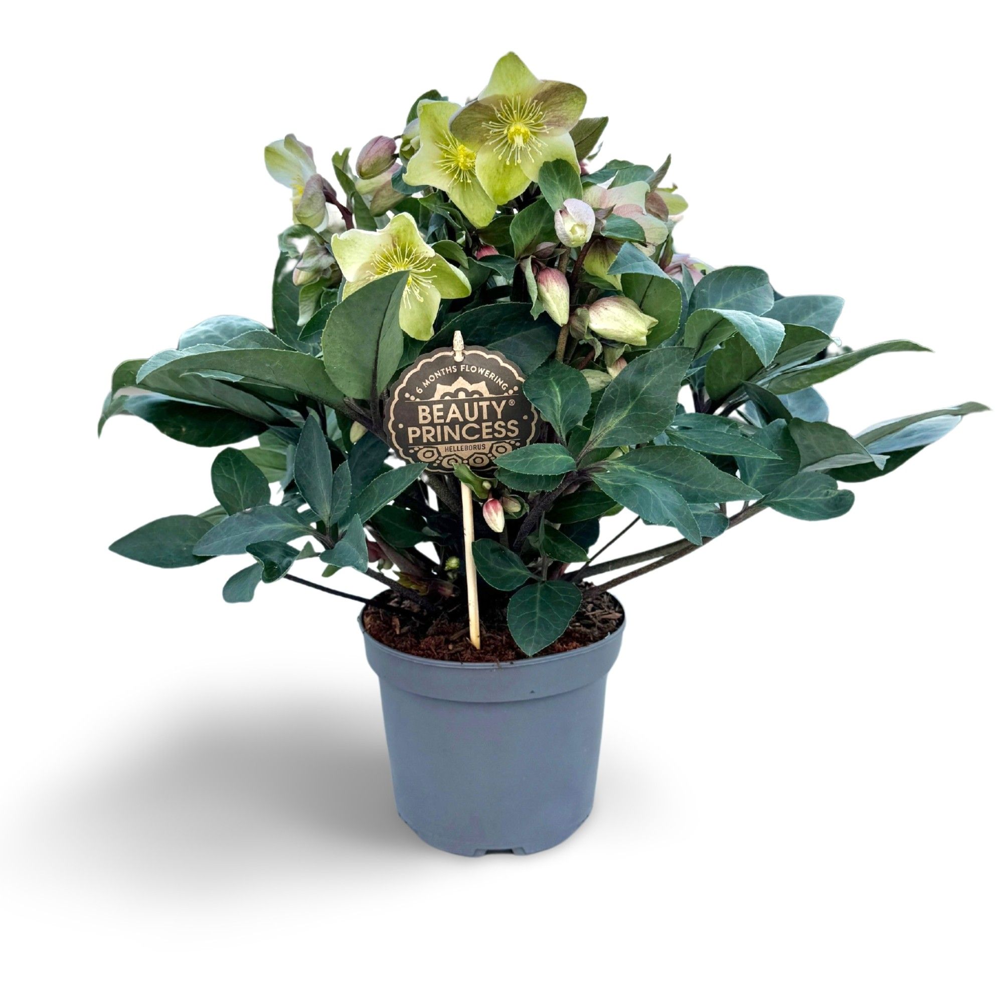 Helleborus Beauty Princess 17 CM ©, D 17 cm