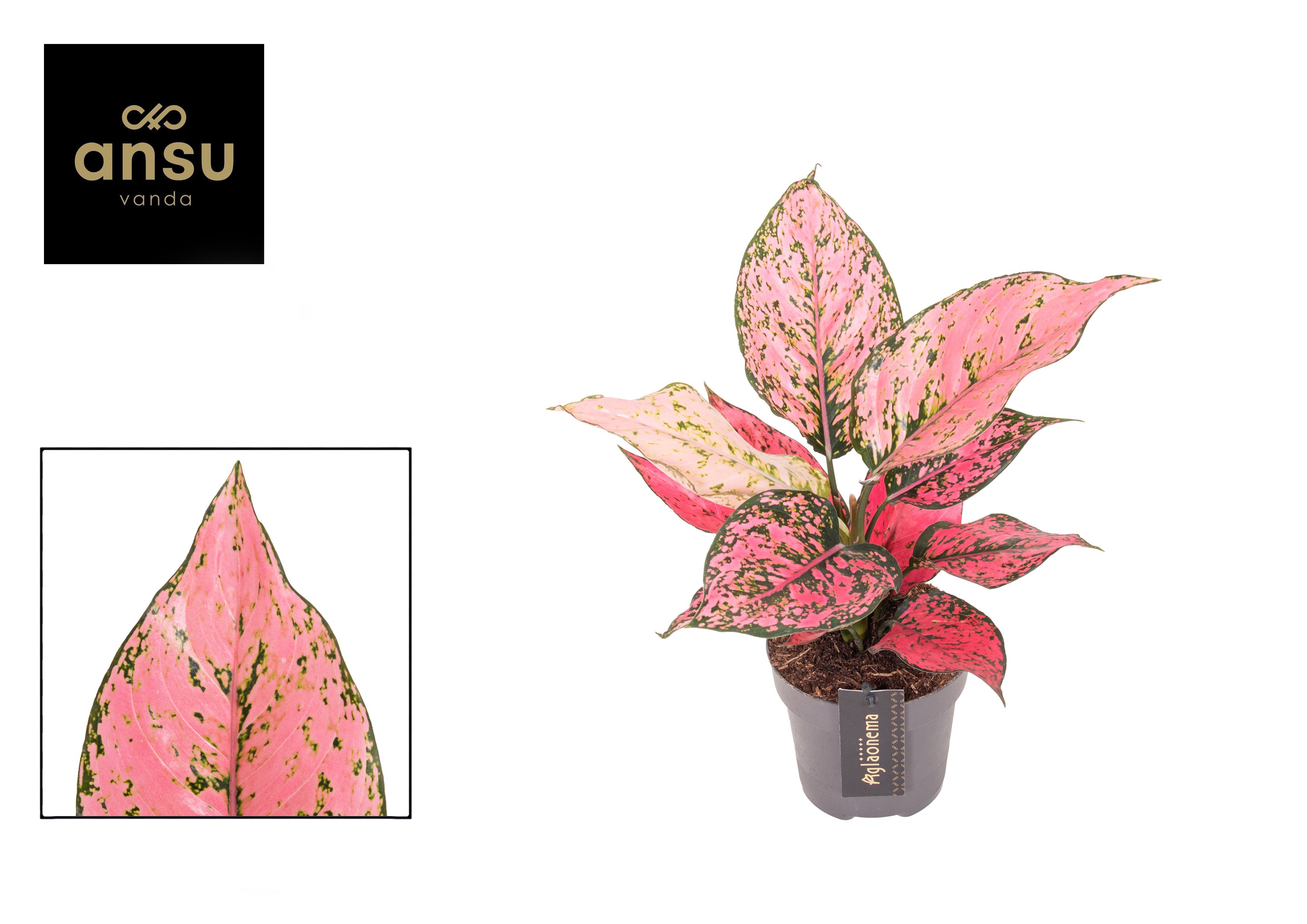 Aglaonema Spicy Pink, D 12