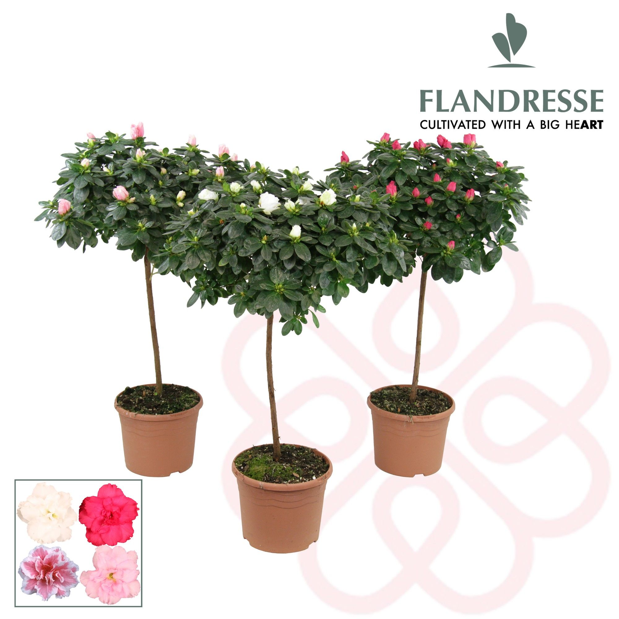 Azalea Flandresse® stam 'gemengd ' 30 cm, D 19 cm