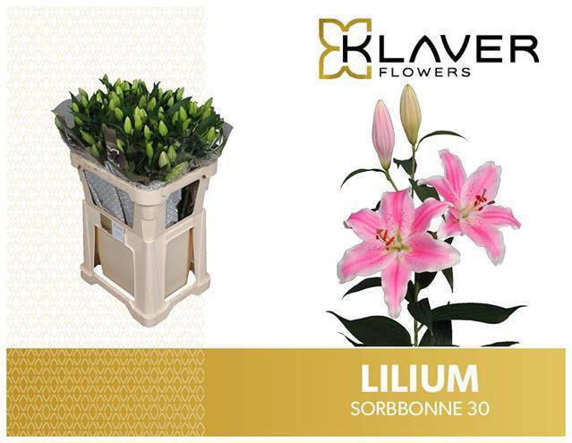 Лилия Сорбонне 85, шт.