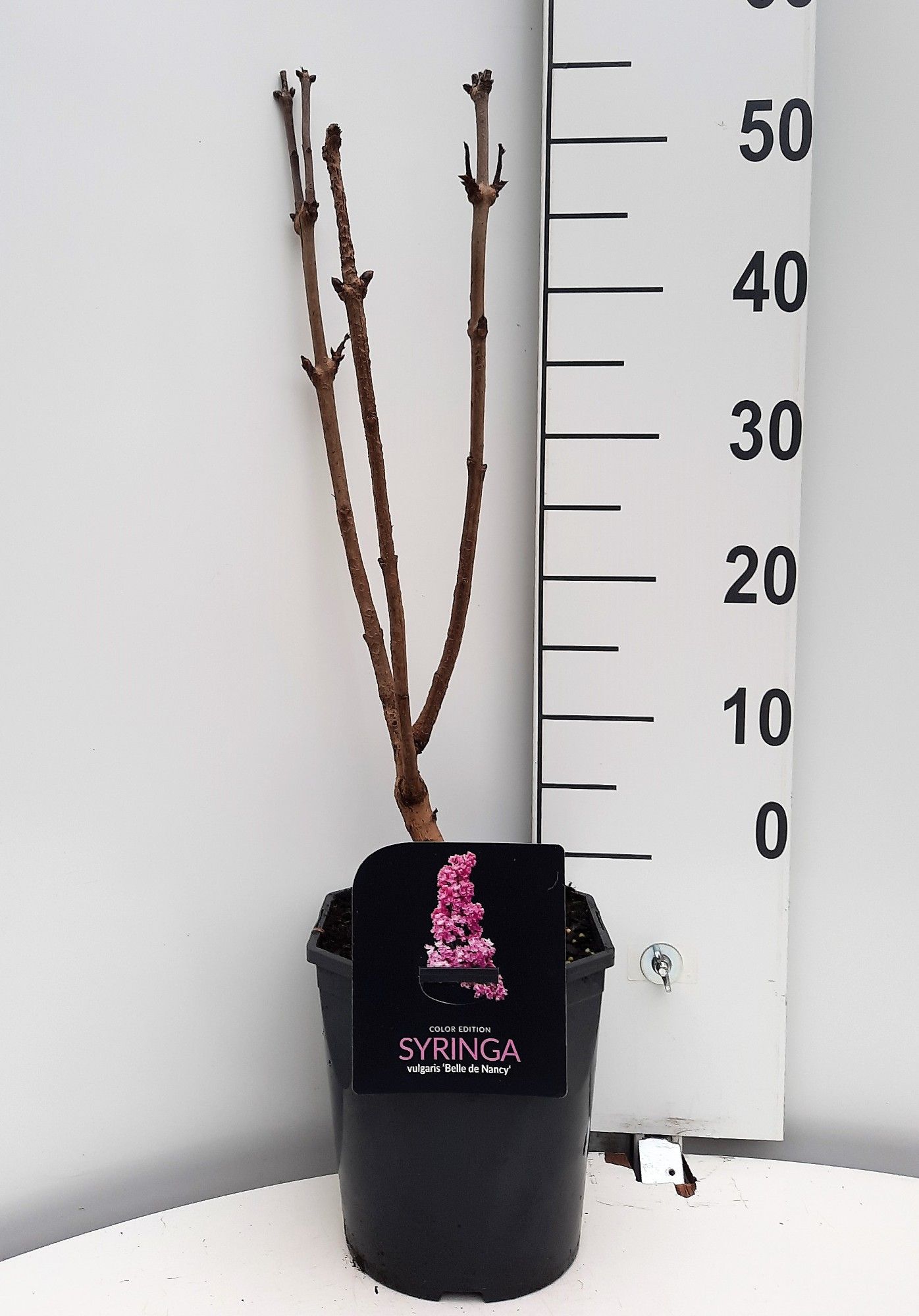 Syringa vulgaris Belle de Nancy, D 21