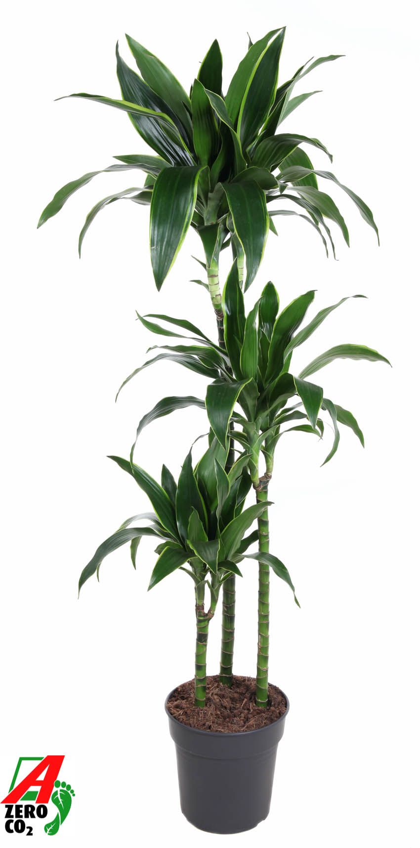 Dracaena Arturo 90-60-30, D 24