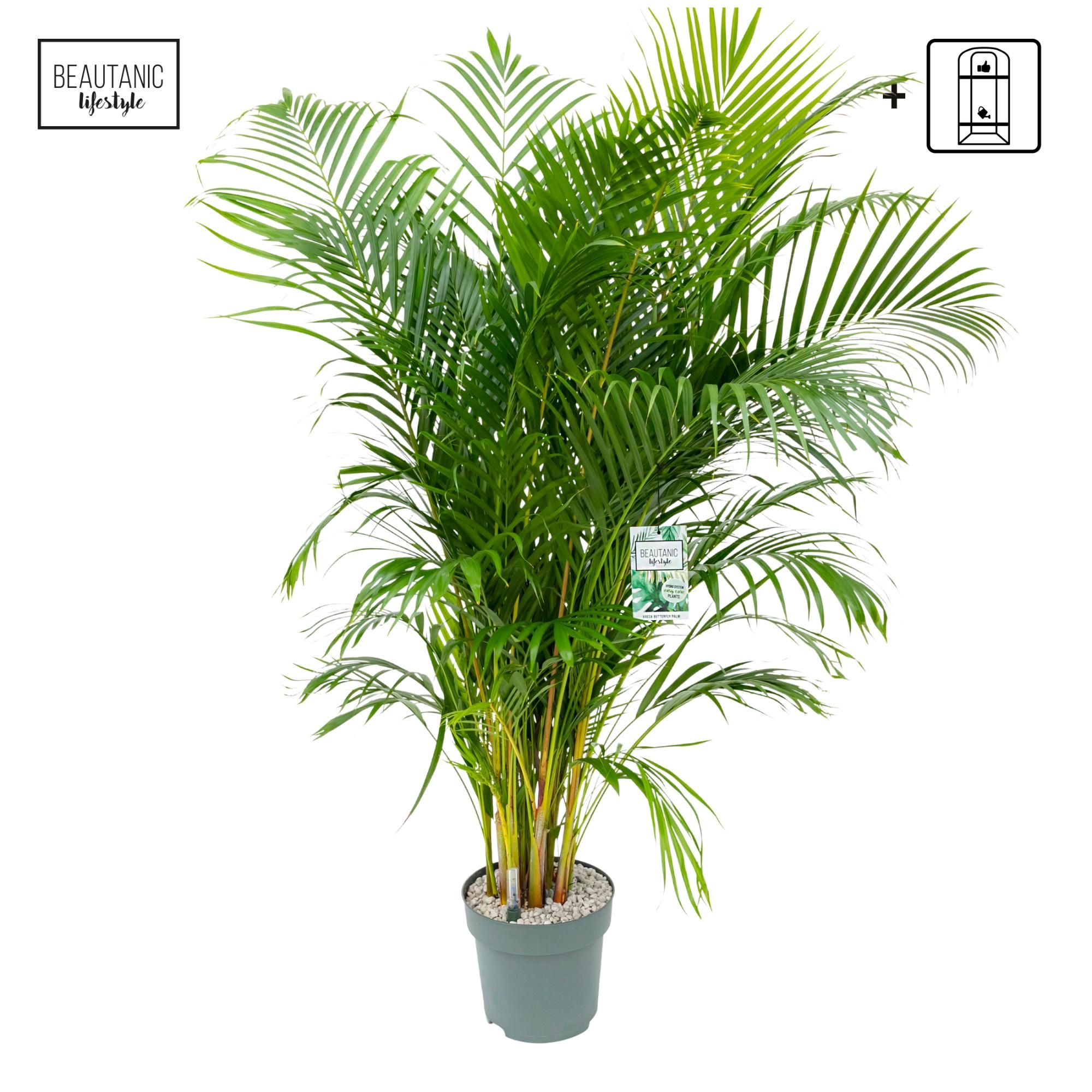 Areca Dypsis Lutescens, D 27