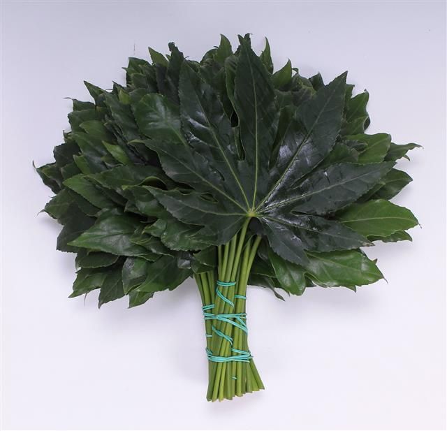 Аралия Японика (лист) 30, шт.