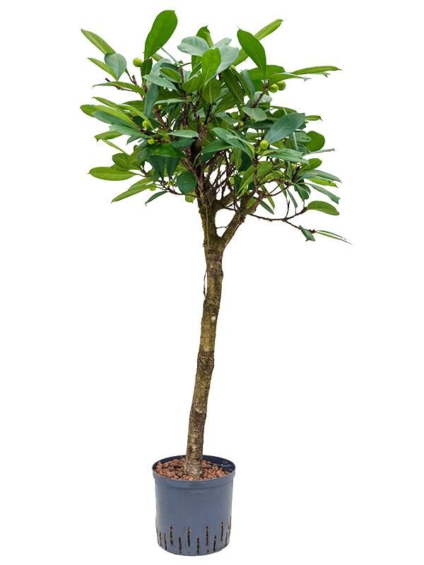 Ficus cyathistipula, D 22 cm