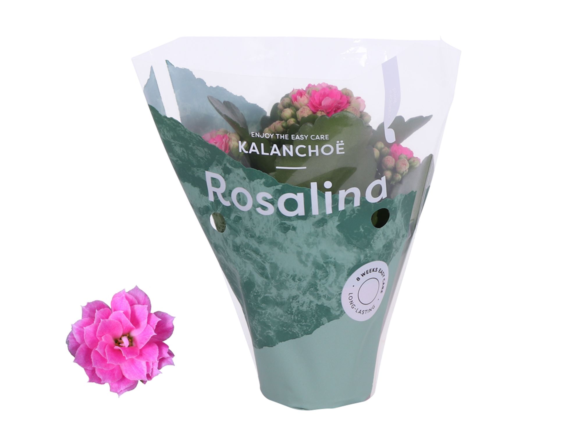 Kalanchoe Rosalina 07cm Don Nando roze, D 7 cm Kalanchoe Rosalina 07cm Don Nando roze, D 7 cm