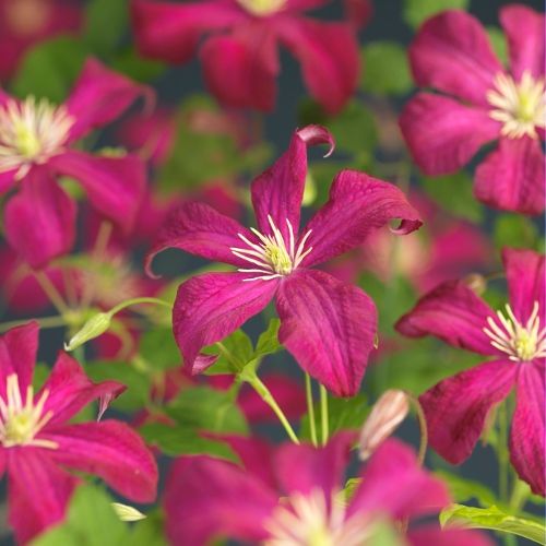 Clematis vit. 'Madame Julia Correvon' +3.0 label, D 15