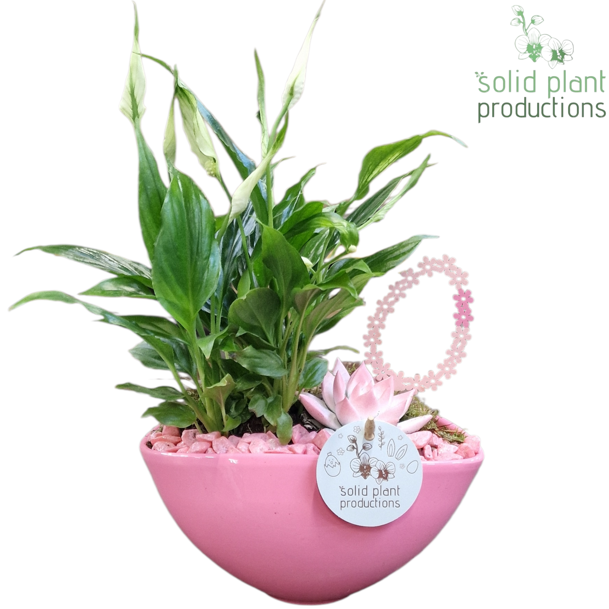 SE006 Katty Pink Easter, D 19