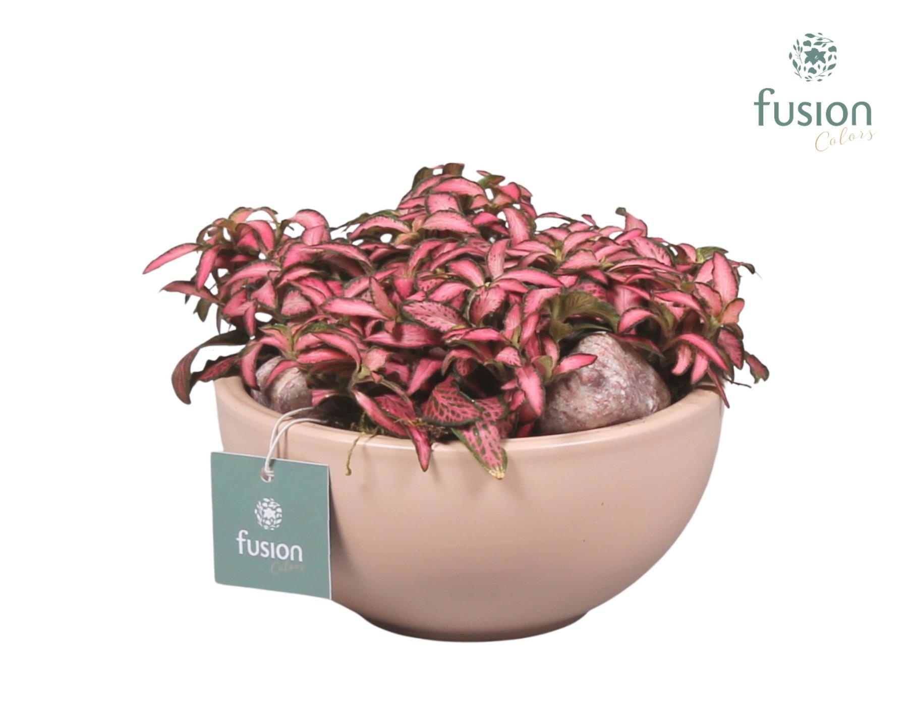 Schaal keramiek Moon Small blush pink met Fittonia, D 15