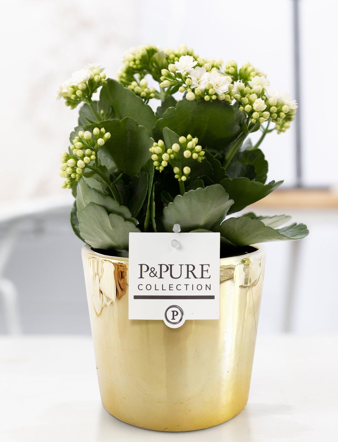 Kalanchoe white in P&PURE Laryssa ceramics shiny gold, D 12 cm Kalanchoe white in P&PURE Laryssa ceramics shiny gold, D 12 cm