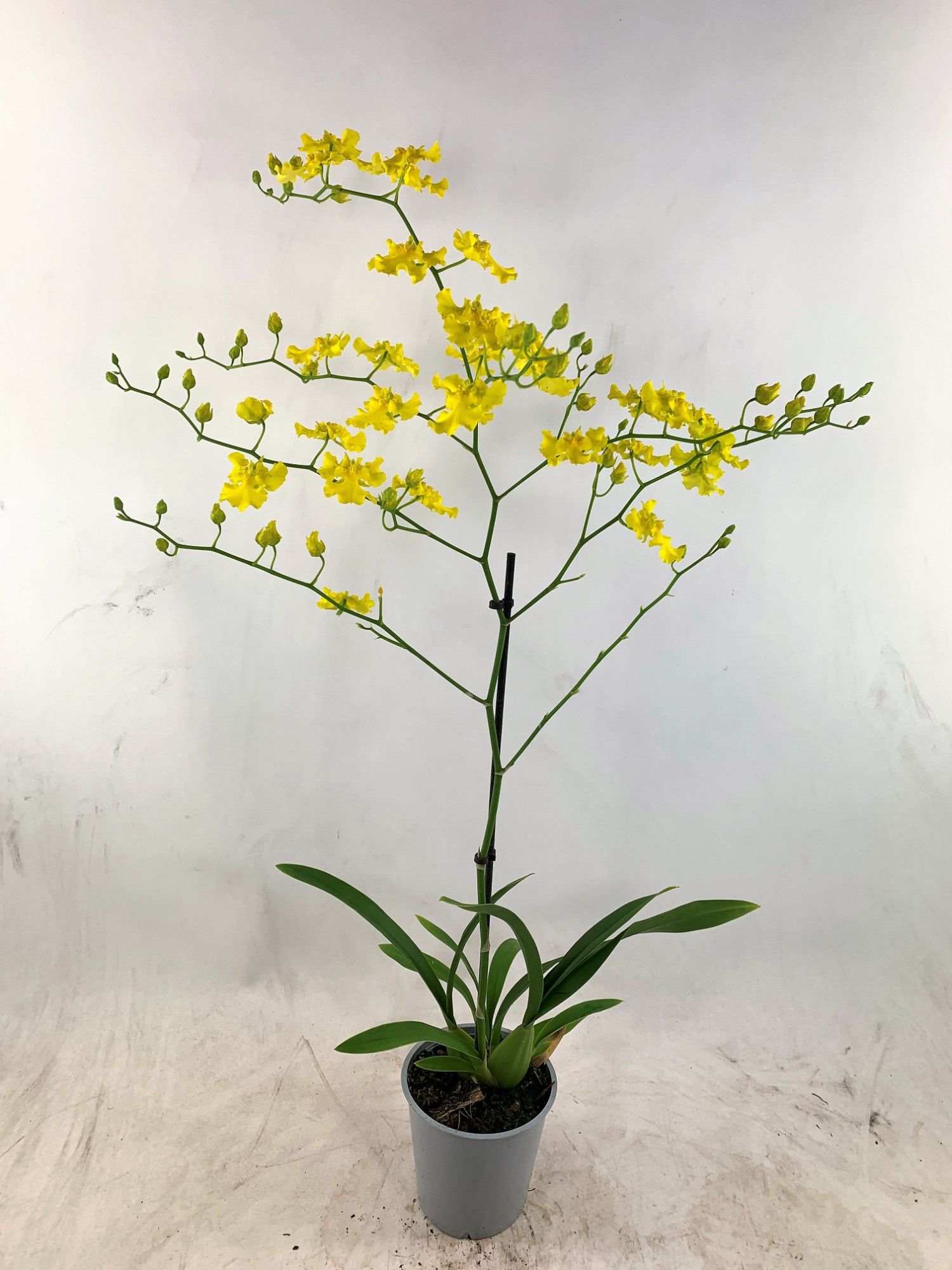 Oncidium Yellow Hart 2-tak, D 12 cm