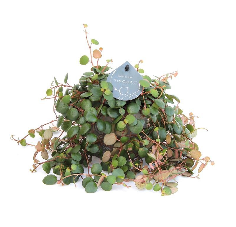 PEPEROMIA ROTUNDILIMBA 'PEPPERSPOT', D 12