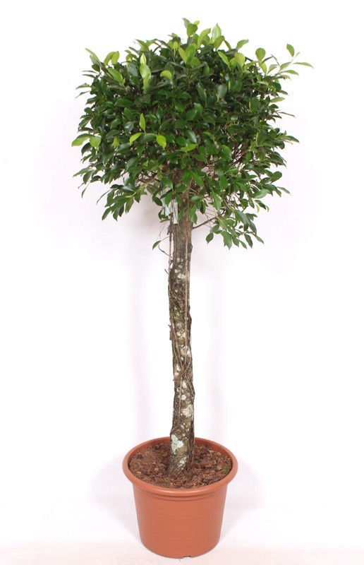 Ficus Nitida, D 40