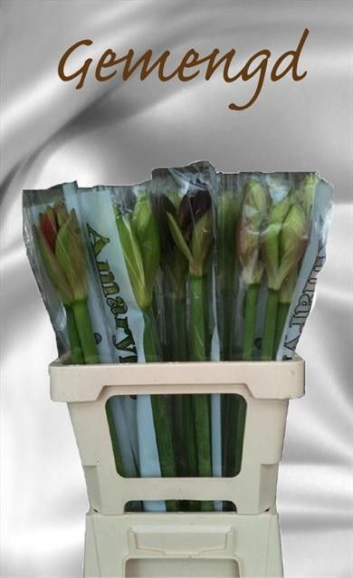 Амарилис Микс, шт.