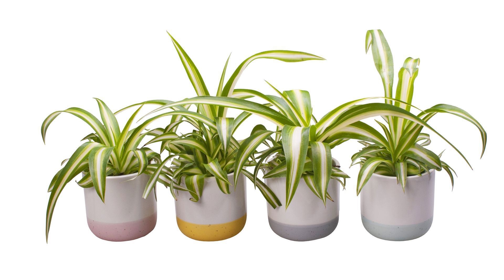 L 692 with Chlorophytum 6 cm, D 6