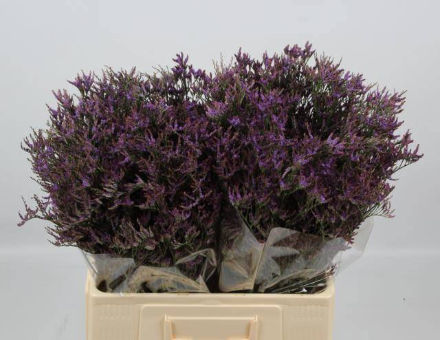 Лимониум Сафора Дарк Блю 60, шт.