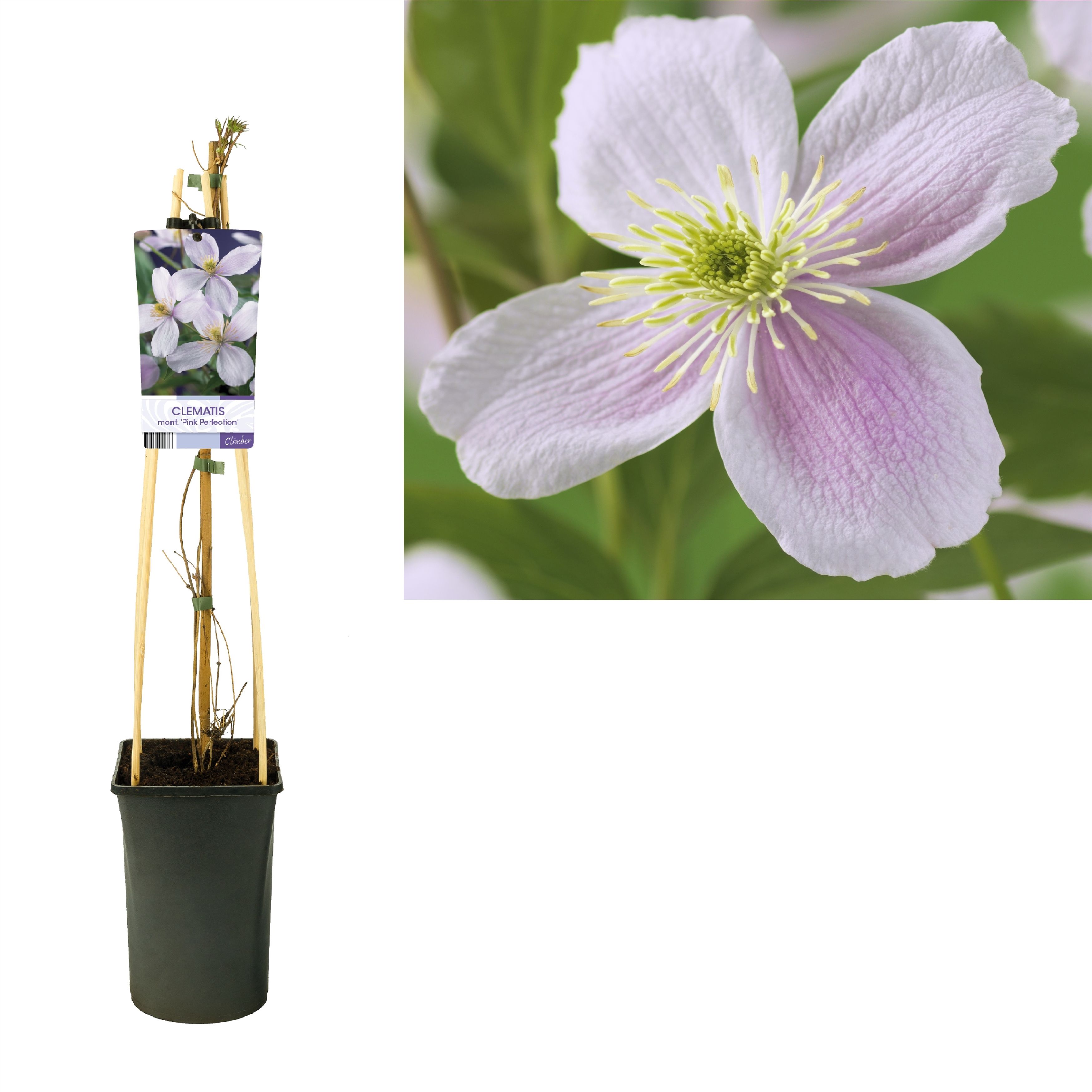 Clematis montana 'Pink Perfection' +light label, D 17 cm