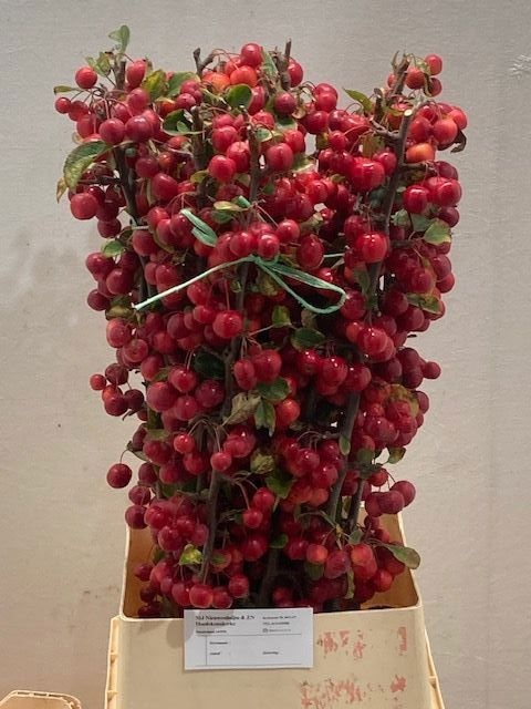 Малюс Рэд Сентинел 110, шт.