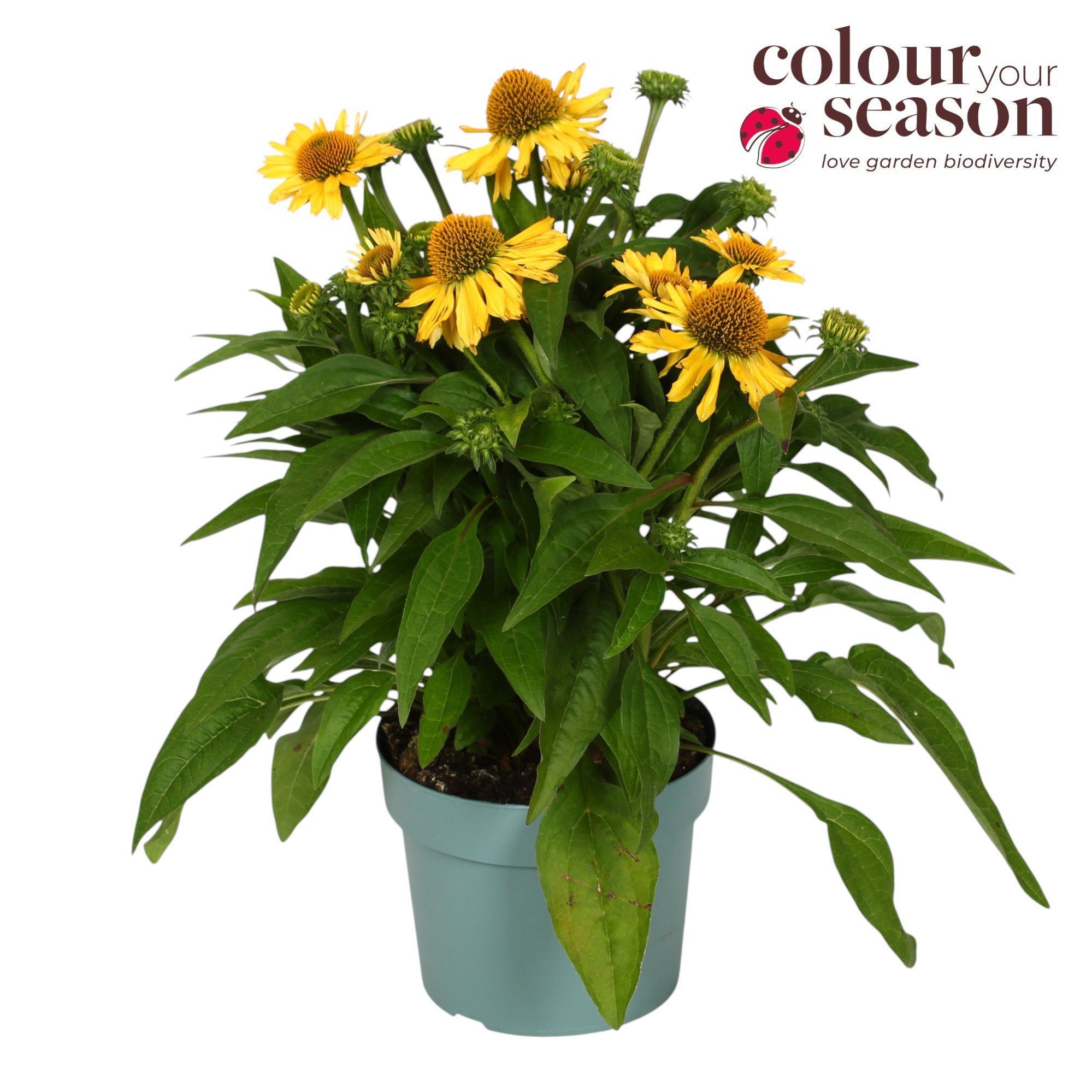 Echinacea Mooodz Amaze P19, D 19