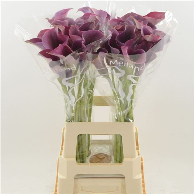 Калла Кэптен Промис 70, шт.