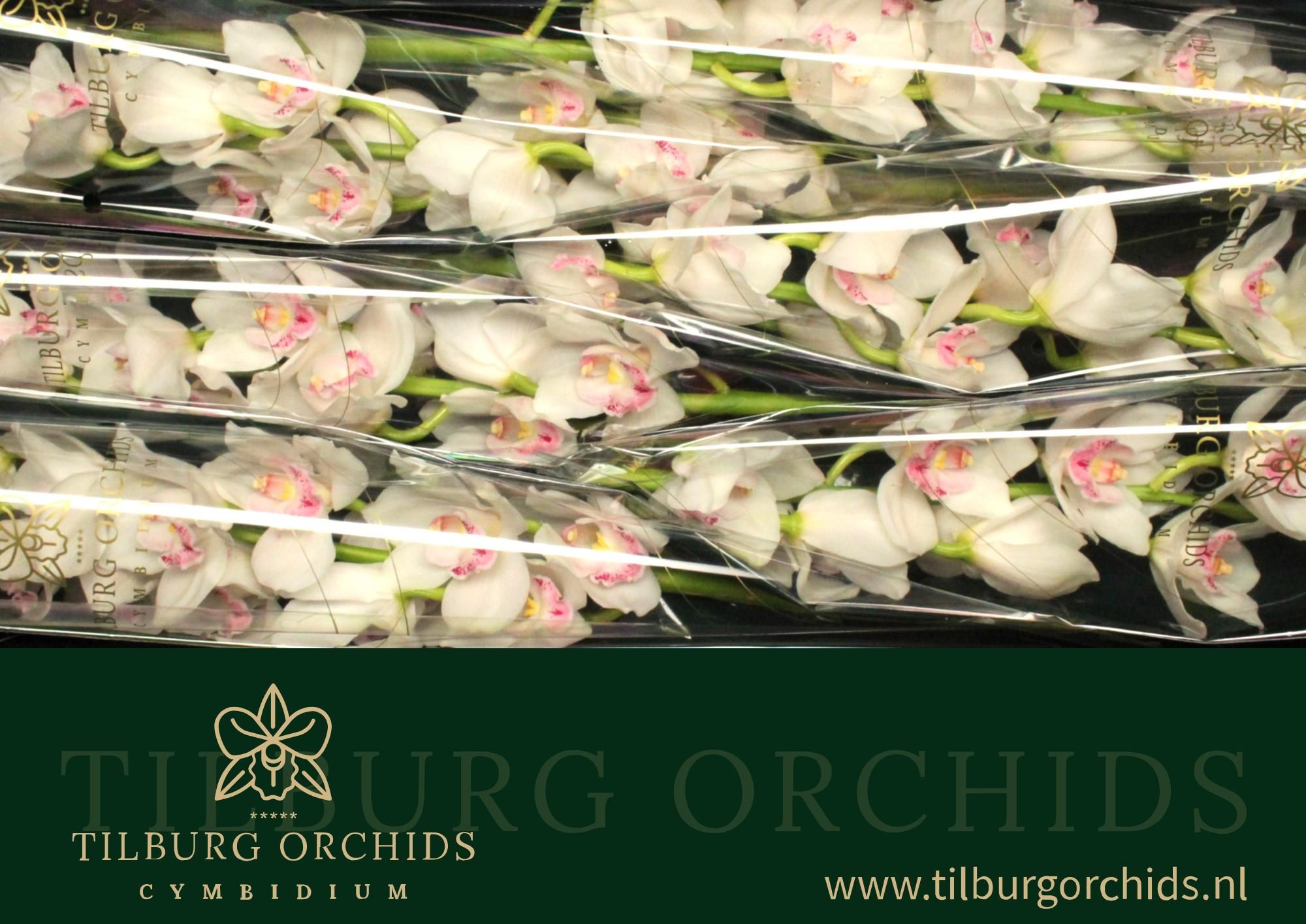 Цимбидиум Килиманджаро x6 80, шт.