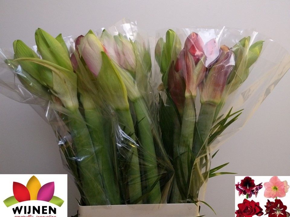 Амарилис Микс, шт.