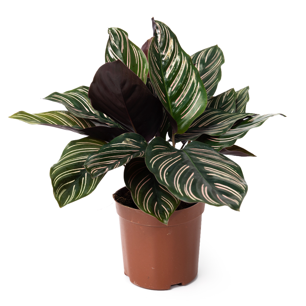 Калатея орната 11 30 (предзаказ)