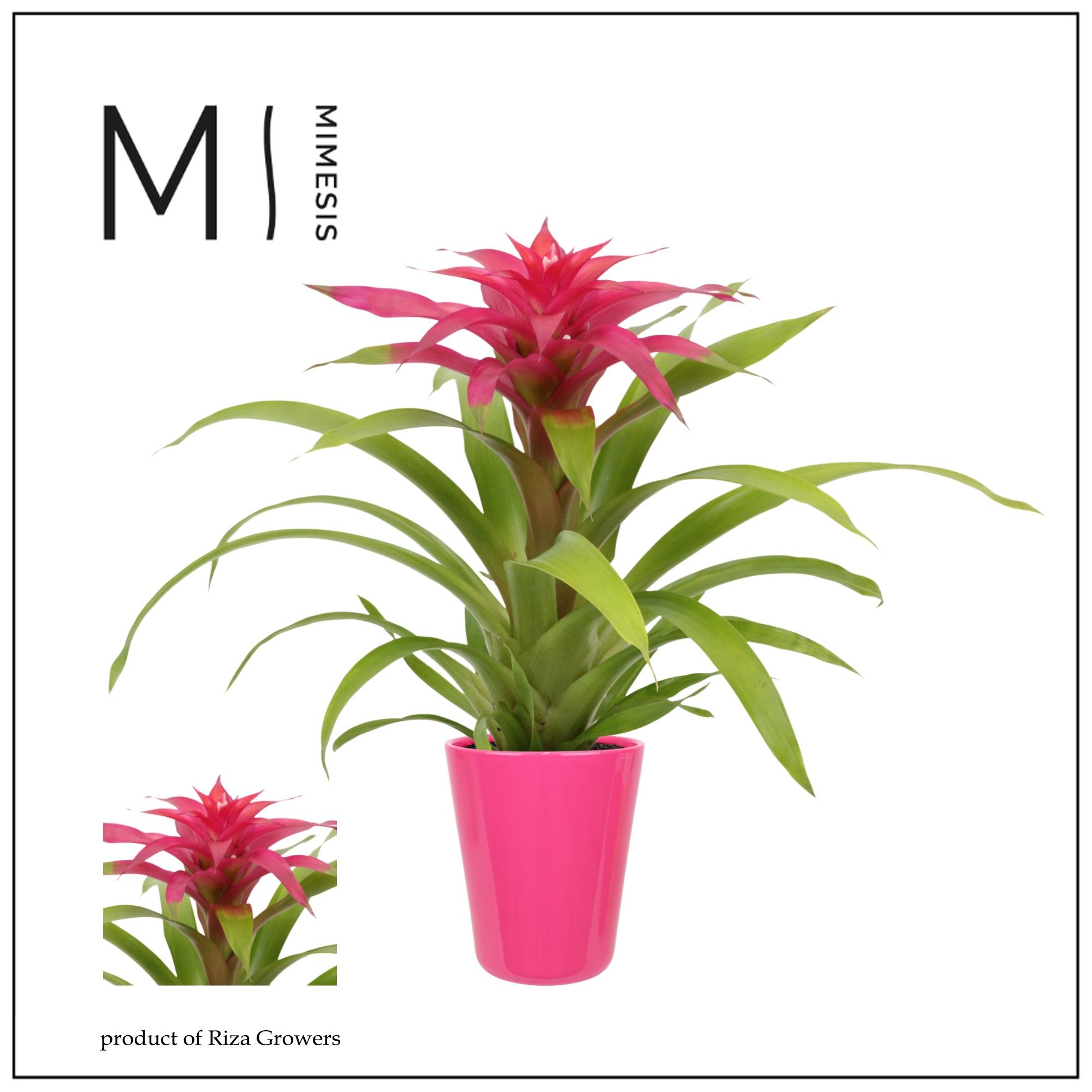 Guzmania Deseo Pink - 13cm in Florence | Mimesis, D 13