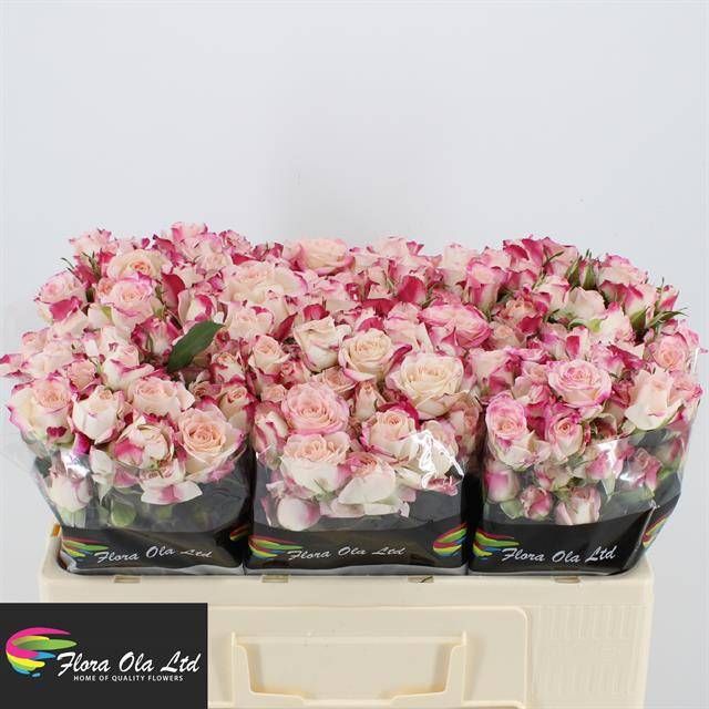 Роза куст. Рефлекс 50, шт.