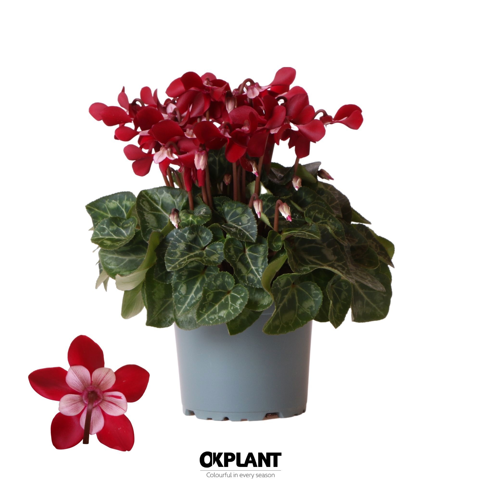Cyclamen Djix dark red, D 12