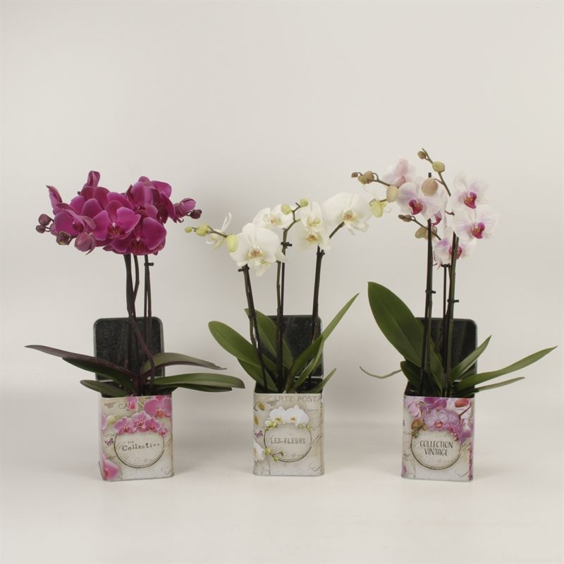 Phalaenopsis gemengd 3 tak gemengd in blik Barbara Orchidee, D 12