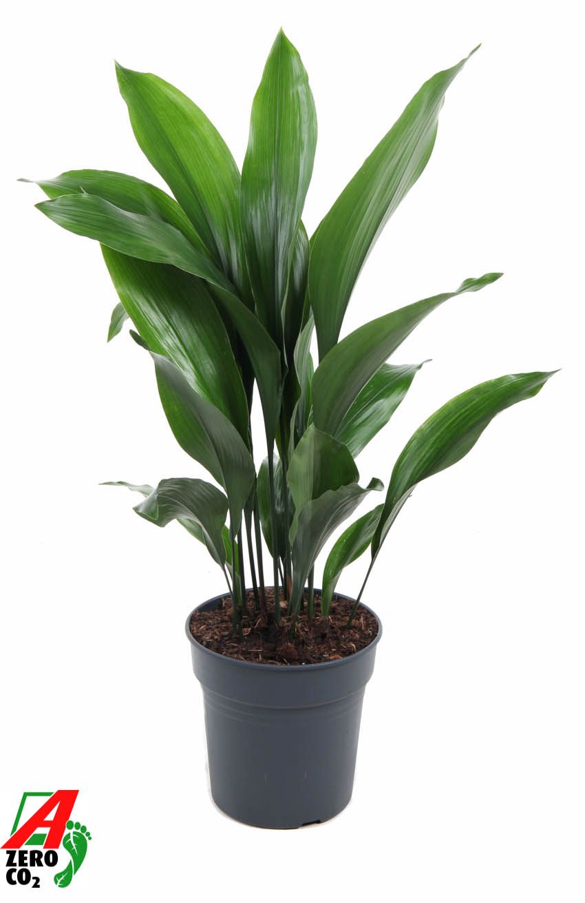 Aspidistra Elatior P24, D 24 cm Aspidistra Elatior P24, D 24 cm