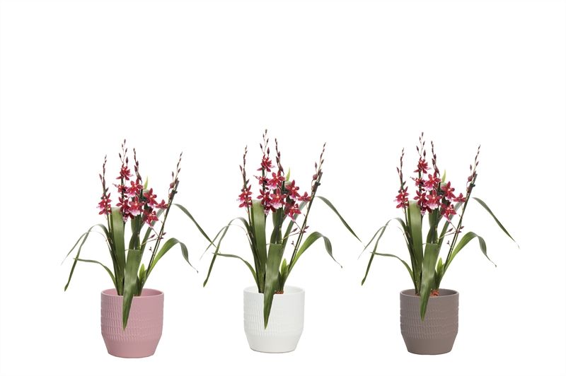 Tirza p12 scores mix Cambria Barrocco Red 5-6T45+ regular, D 12 cm