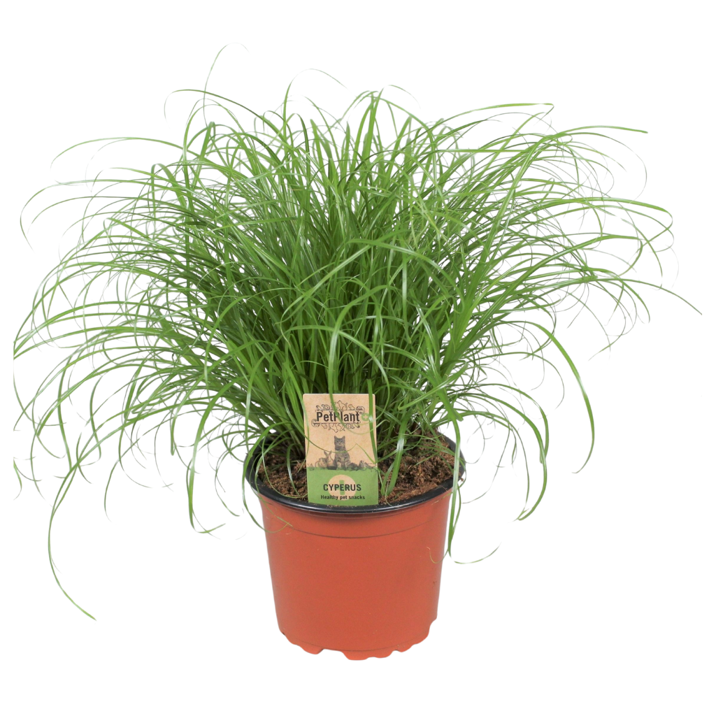 Cyperus alternifolius Zumula PetPlant, D 12