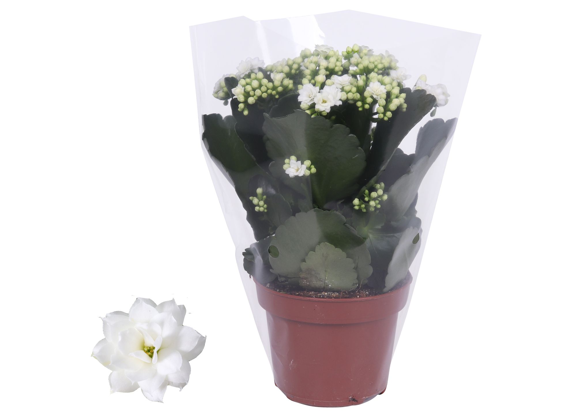 Kalanchoe Rosalina 12cm Don Dione, Blanco hoes, D 12