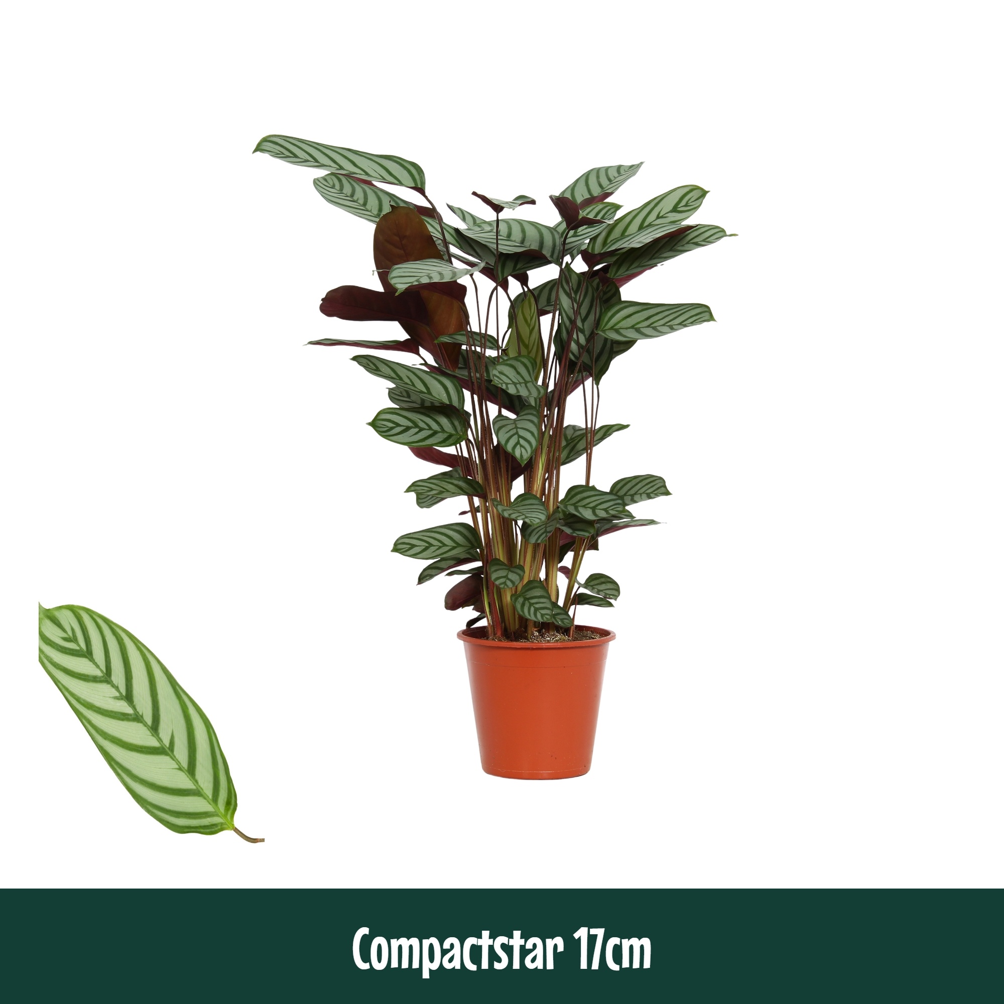 Calathea 17cm Compactstar (Ctenanhte) - Living, D 17