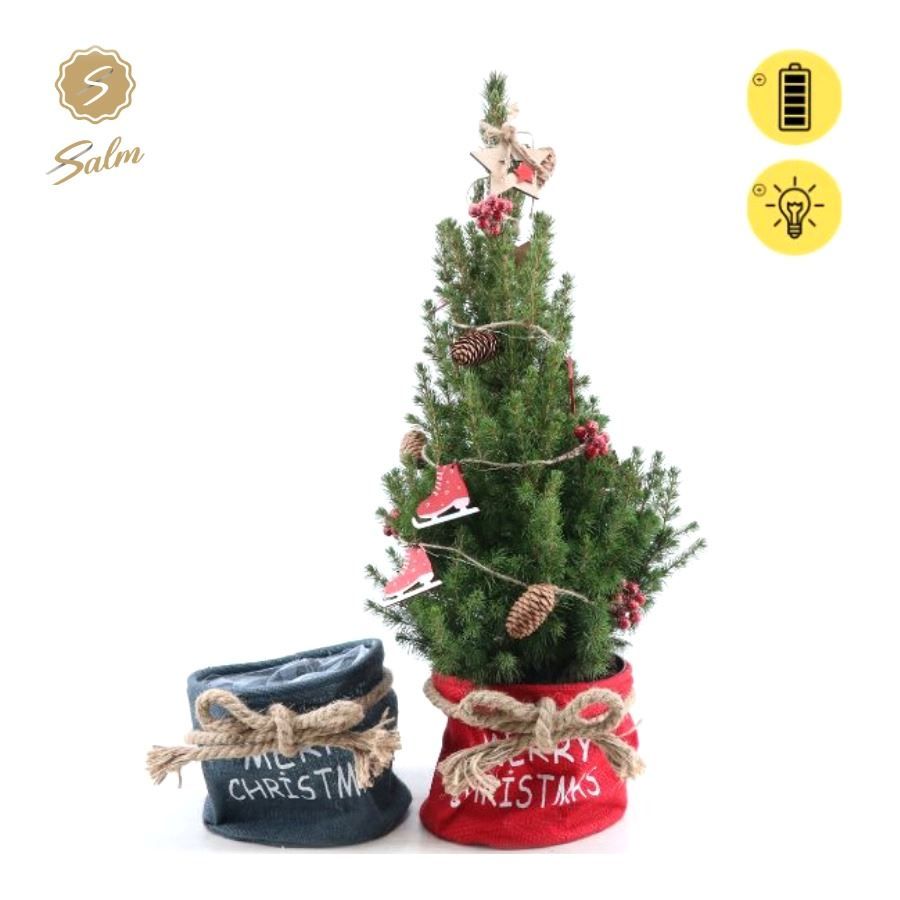 Picea gl. 'December'® P19 in Bag X-mas Duo + Winterlight-Skate + Star on Loop, D 21 cm