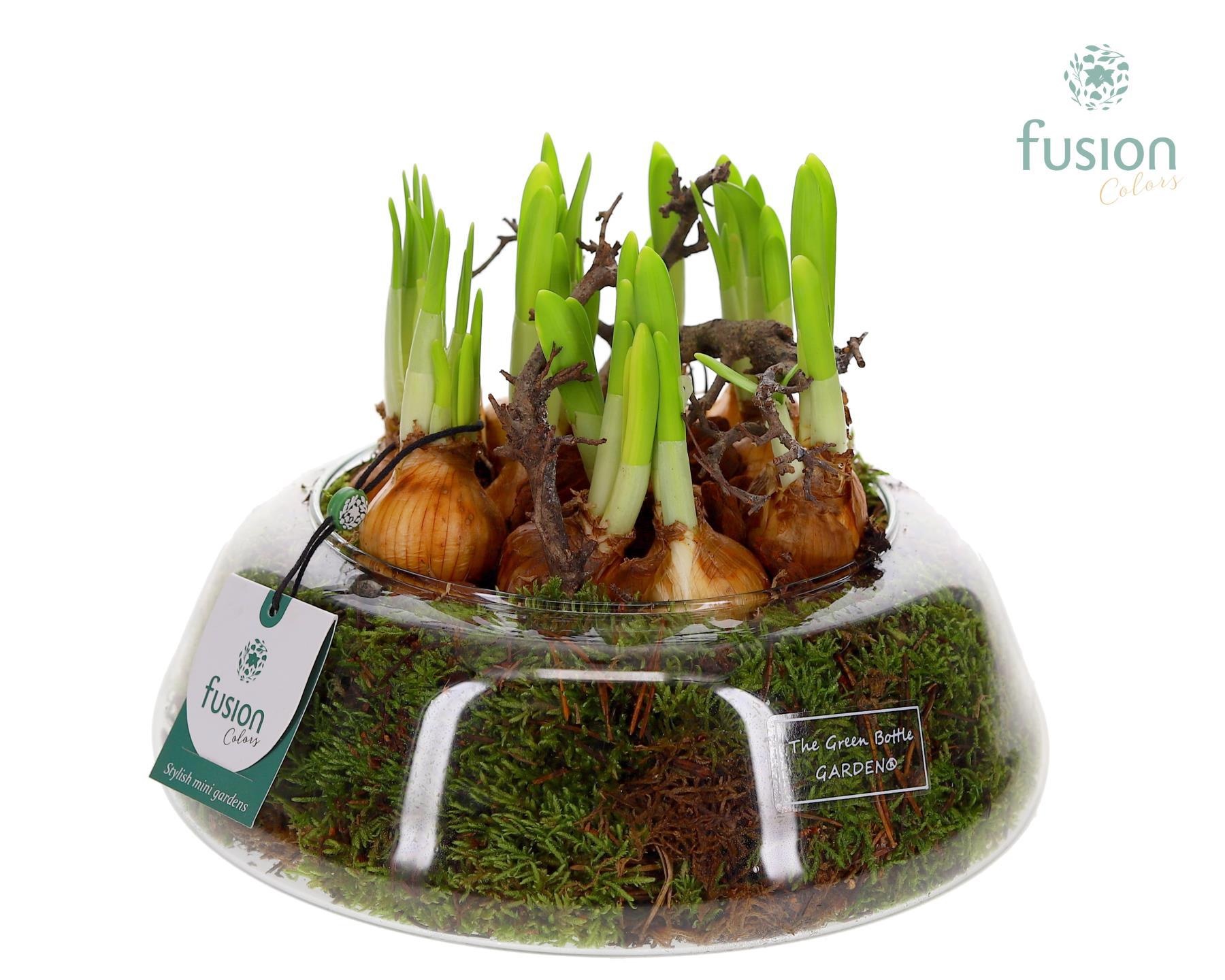 Green Bottle Christel Large met Narcissus, D 24